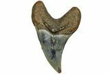 Rare, Fossil Benedini Shark Tooth - North Carolina #208092-1